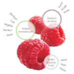 Profil Framboise Fruitologie – les Vergers Boiron