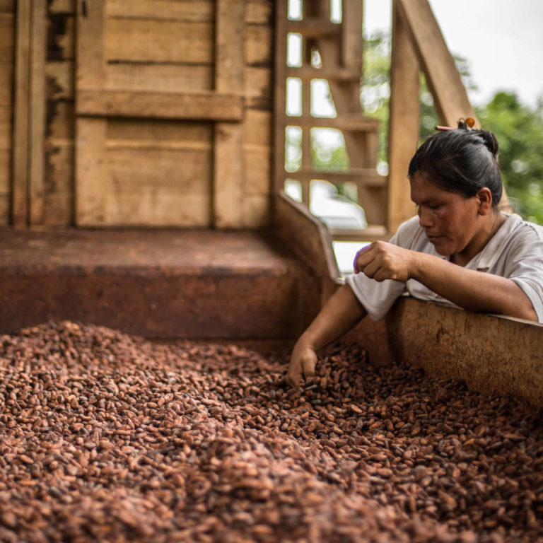 Fèves de cacao, vérification de la qualité du séchage