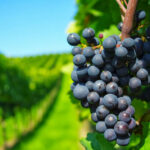 L’Uruguay est aussi un pays de beaux vignobles ©VinalesPortalesdeUruguay