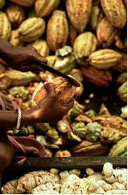 Valrhona s’engage pour une filière cacao juste et durable